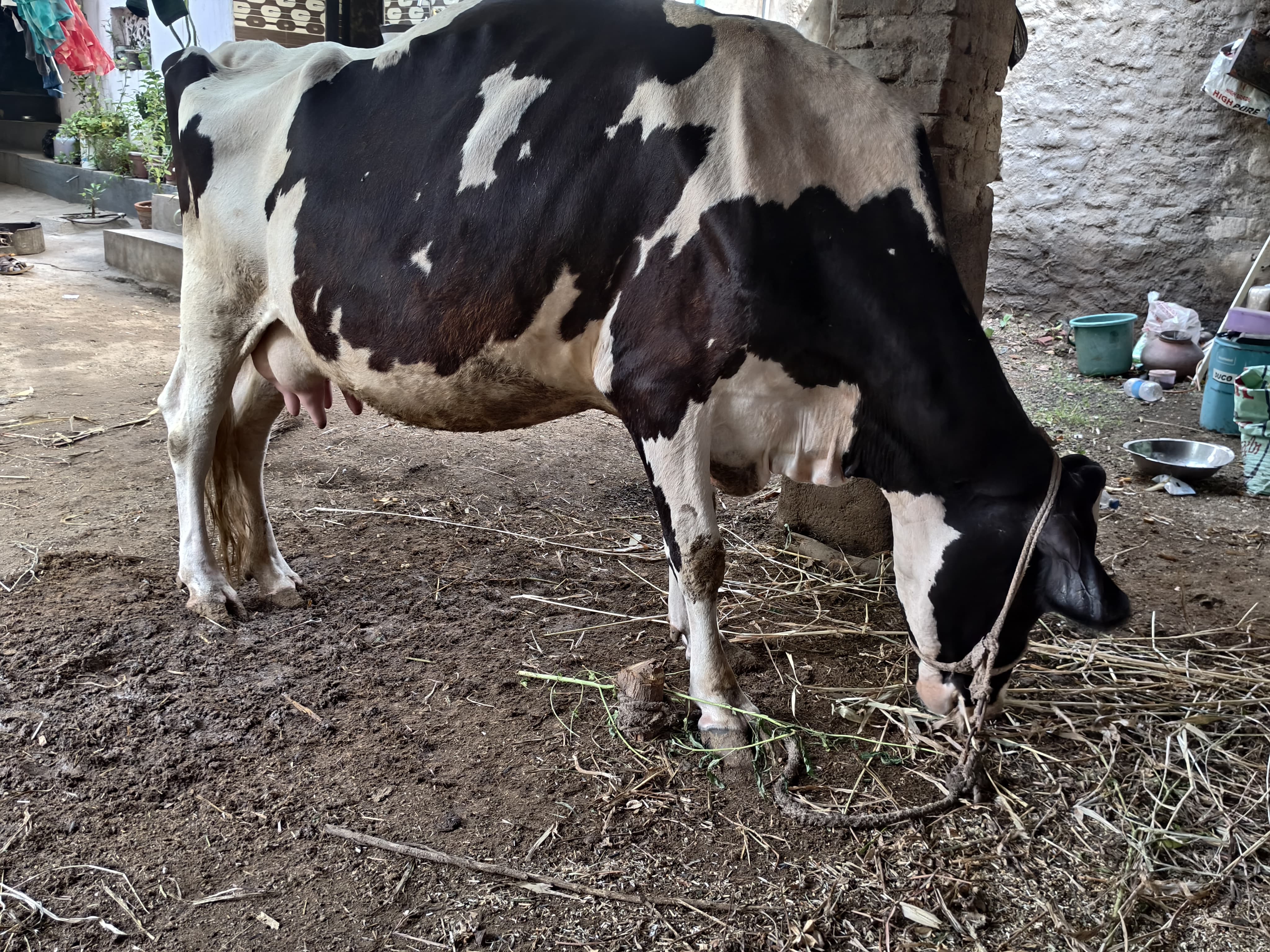 વેચાણ માટે