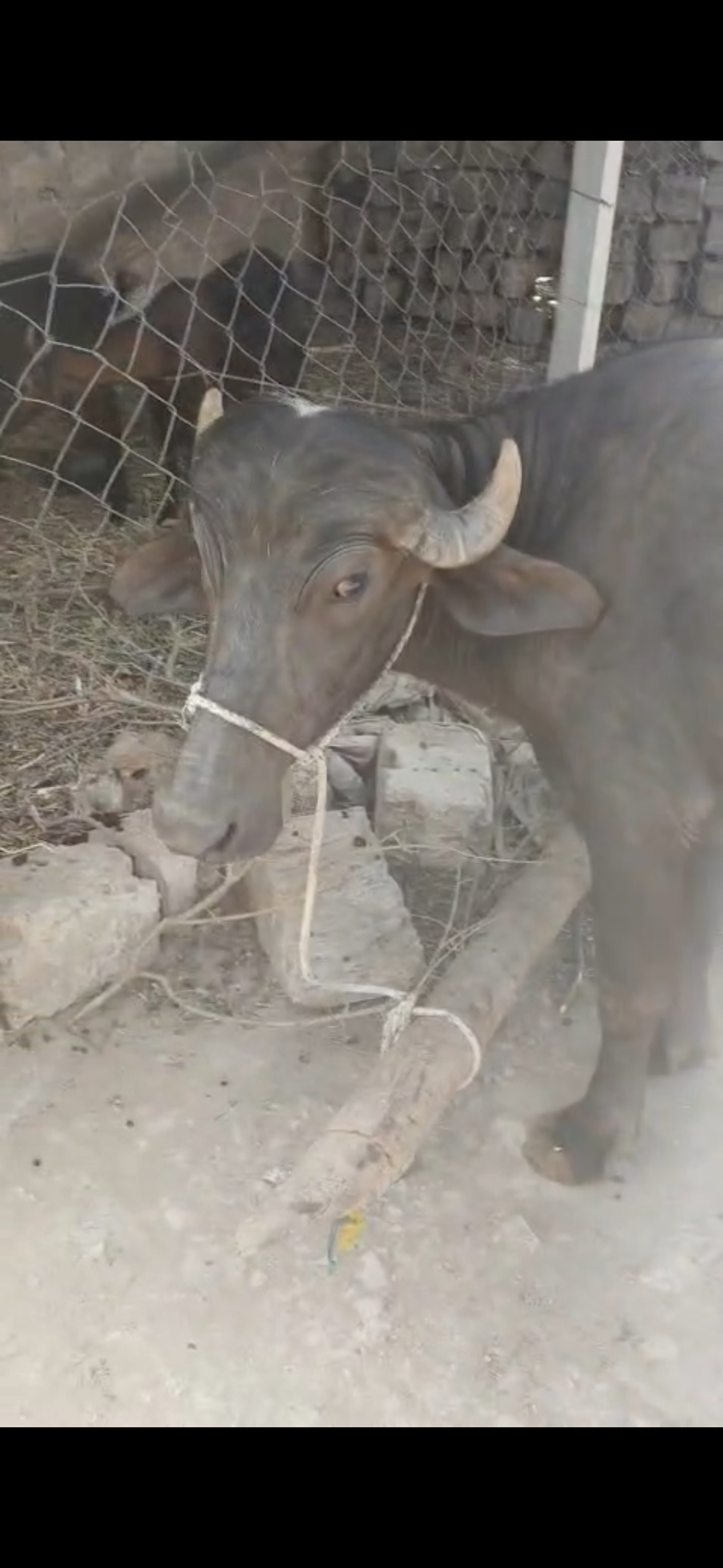વેચાણ માટે 3