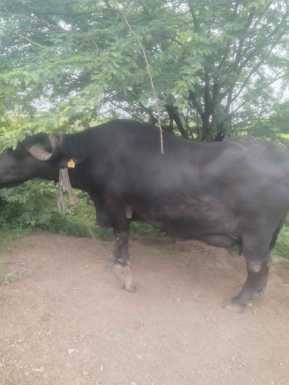 વેચાણ માટે