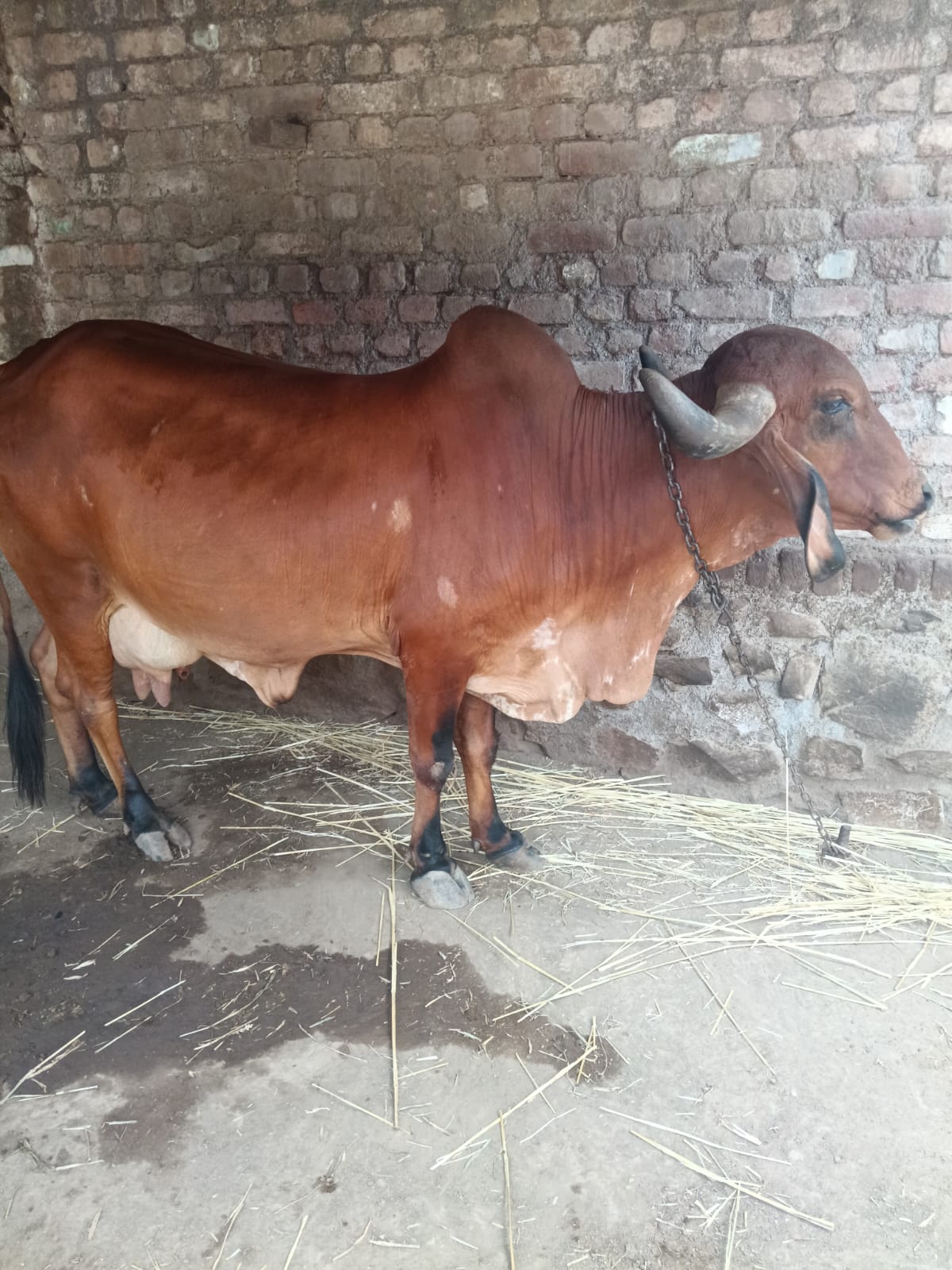 વેચાણ માટે
