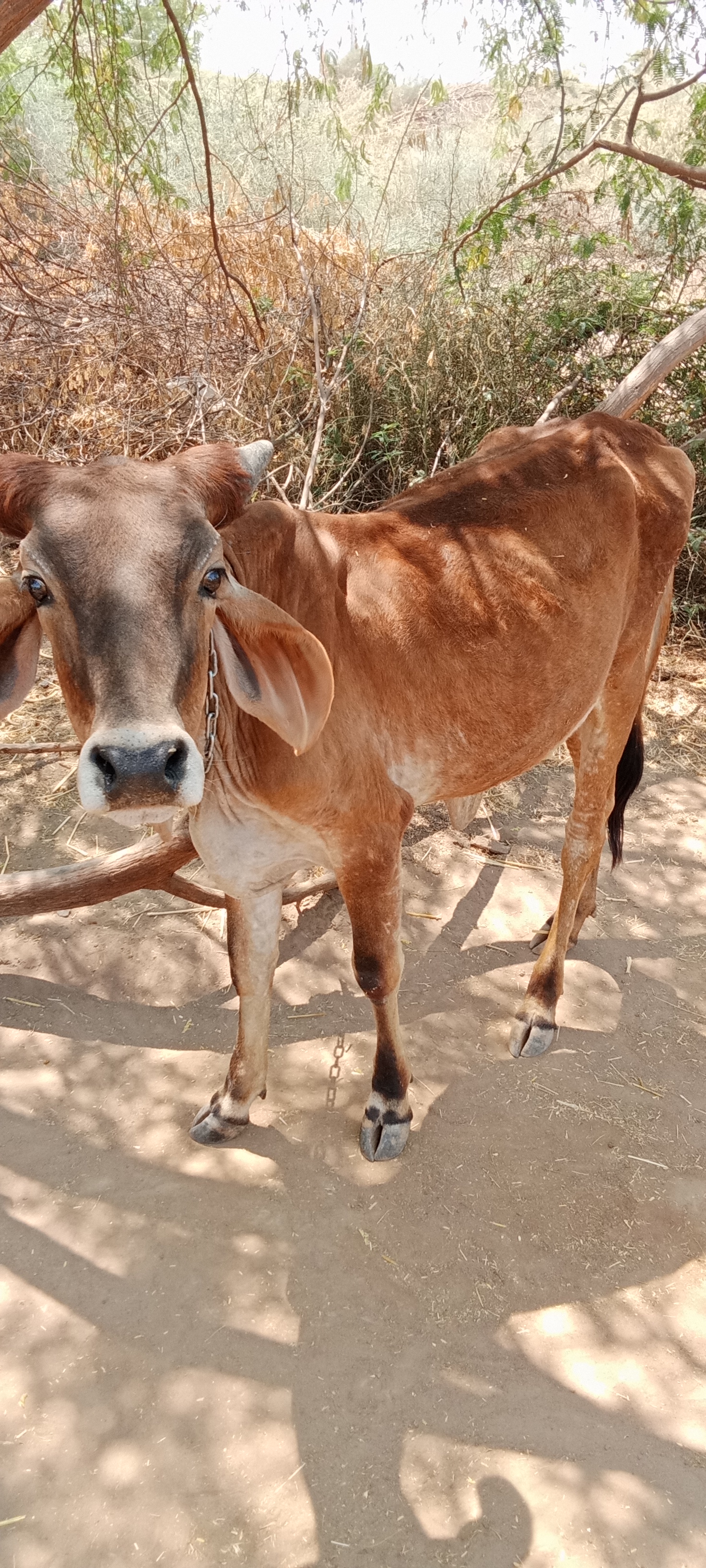 એક ગાય અને બે રડીયો વેચાણ માટે છે