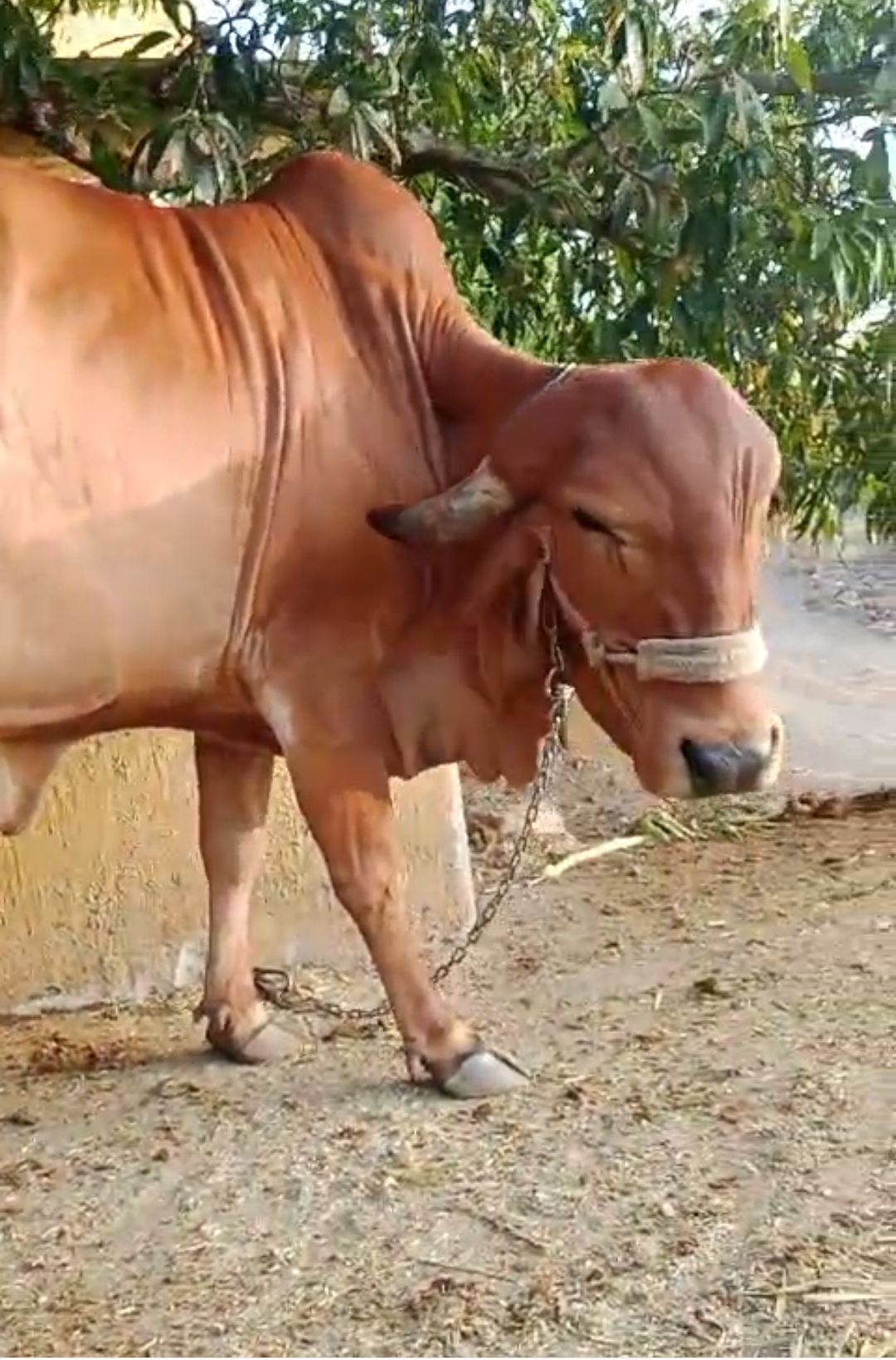 વેચાણ માટે