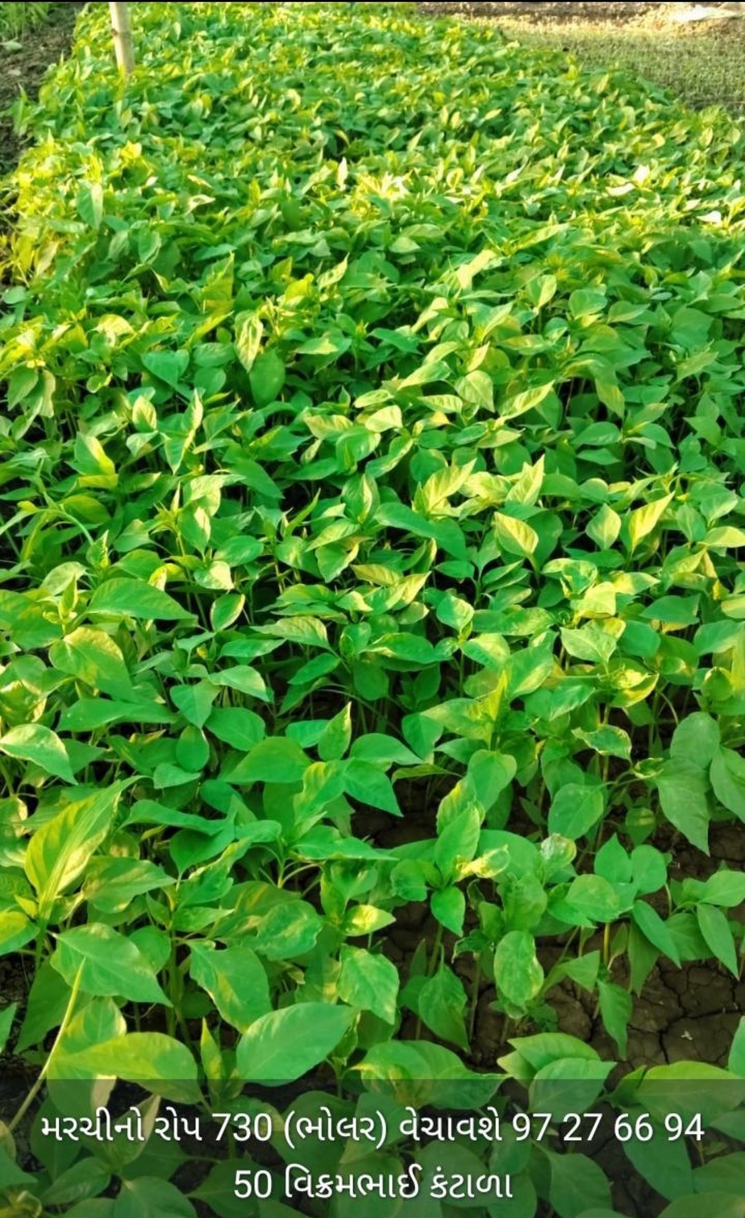 મરચી નો રોપ વેચવાનો છે ભોલાર