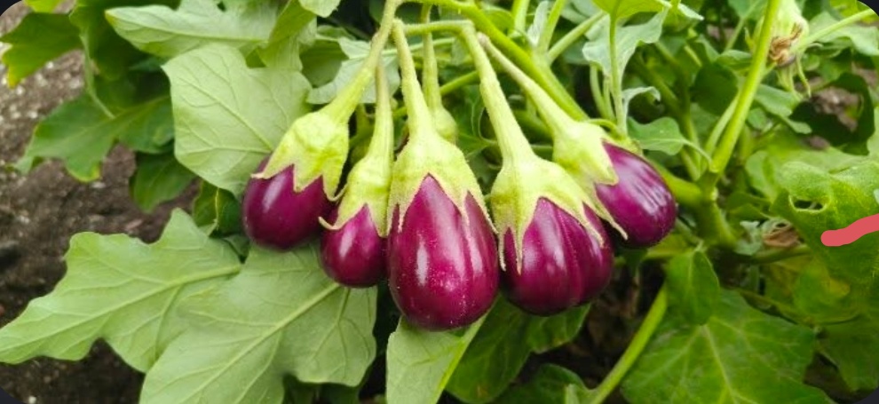 વેચાણ માટે