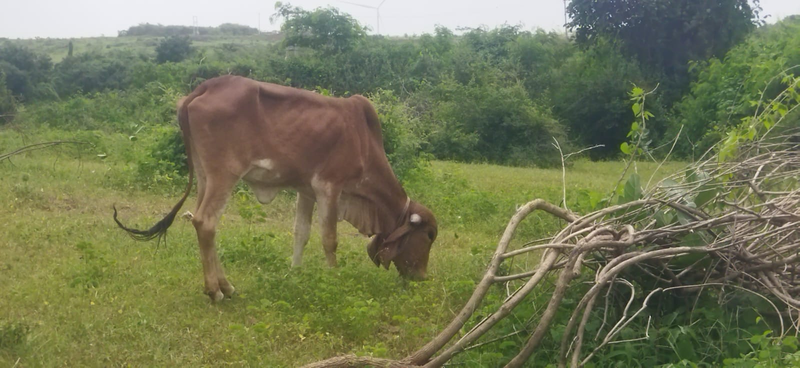 વેચાણ માટે 3