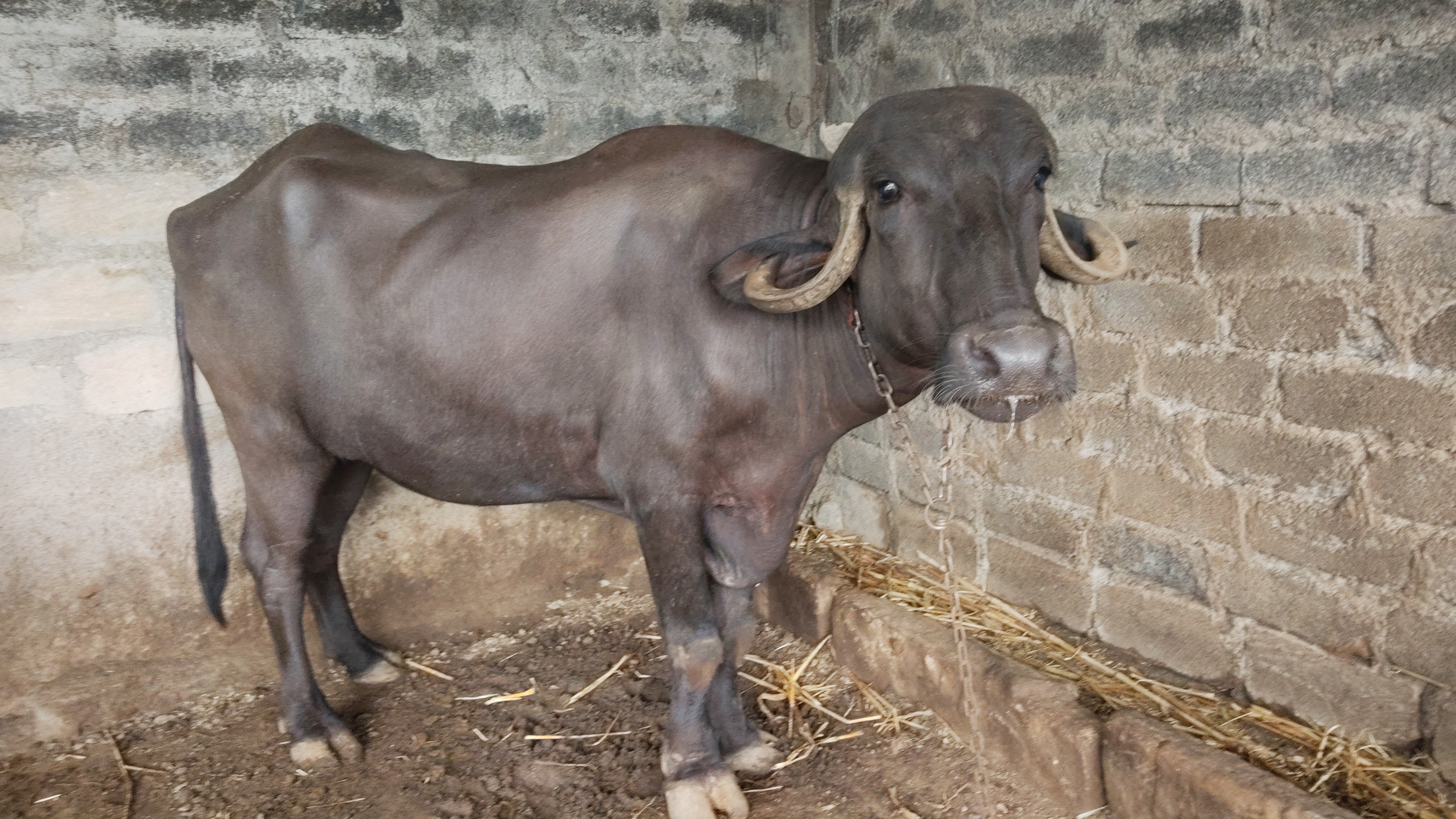 વેચાણ માટે