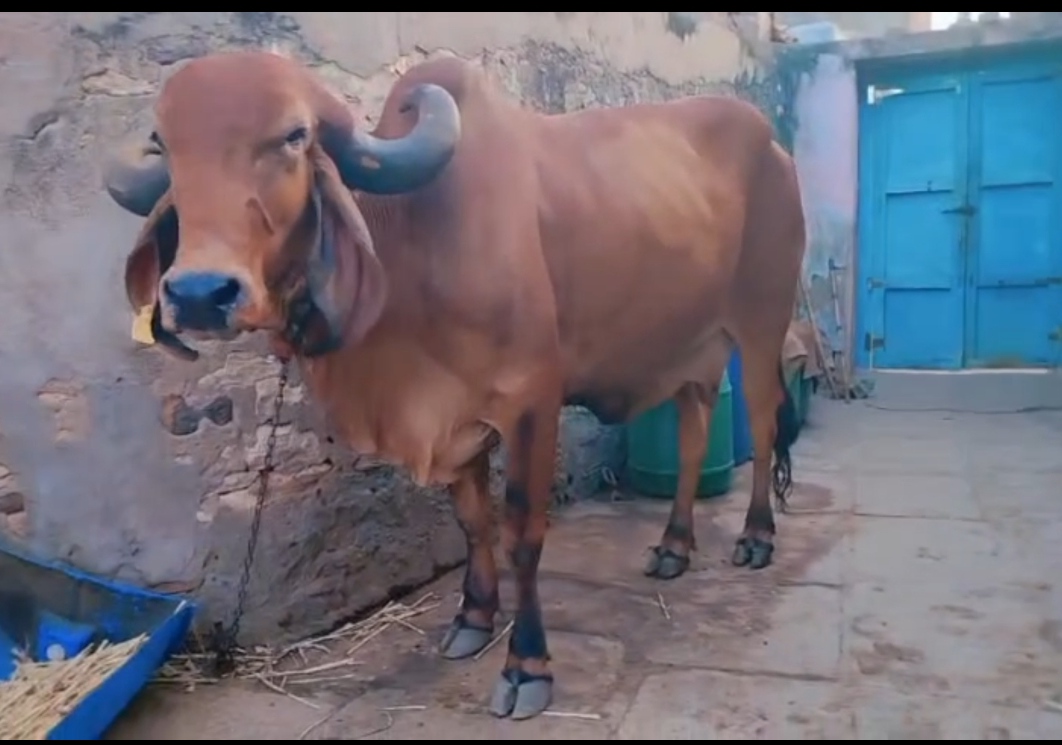 વેચાણ માટે 2
