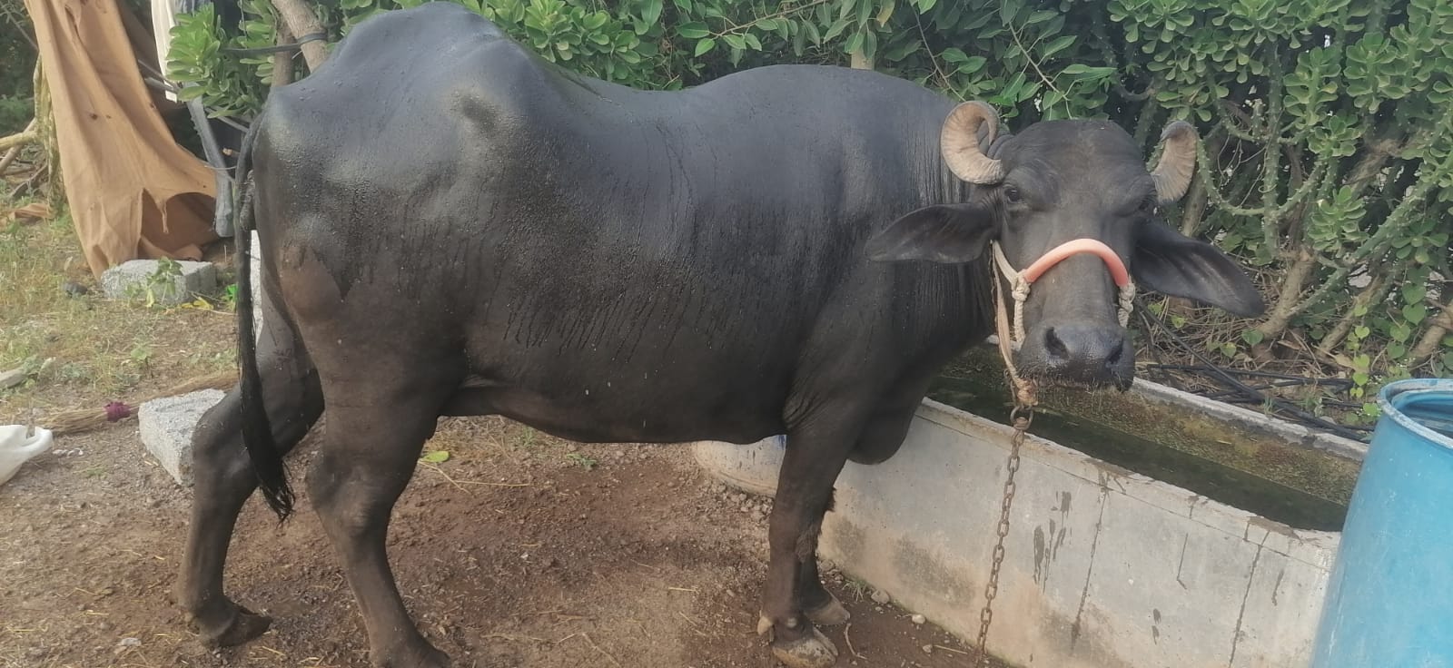 વેચાણ માટે 4