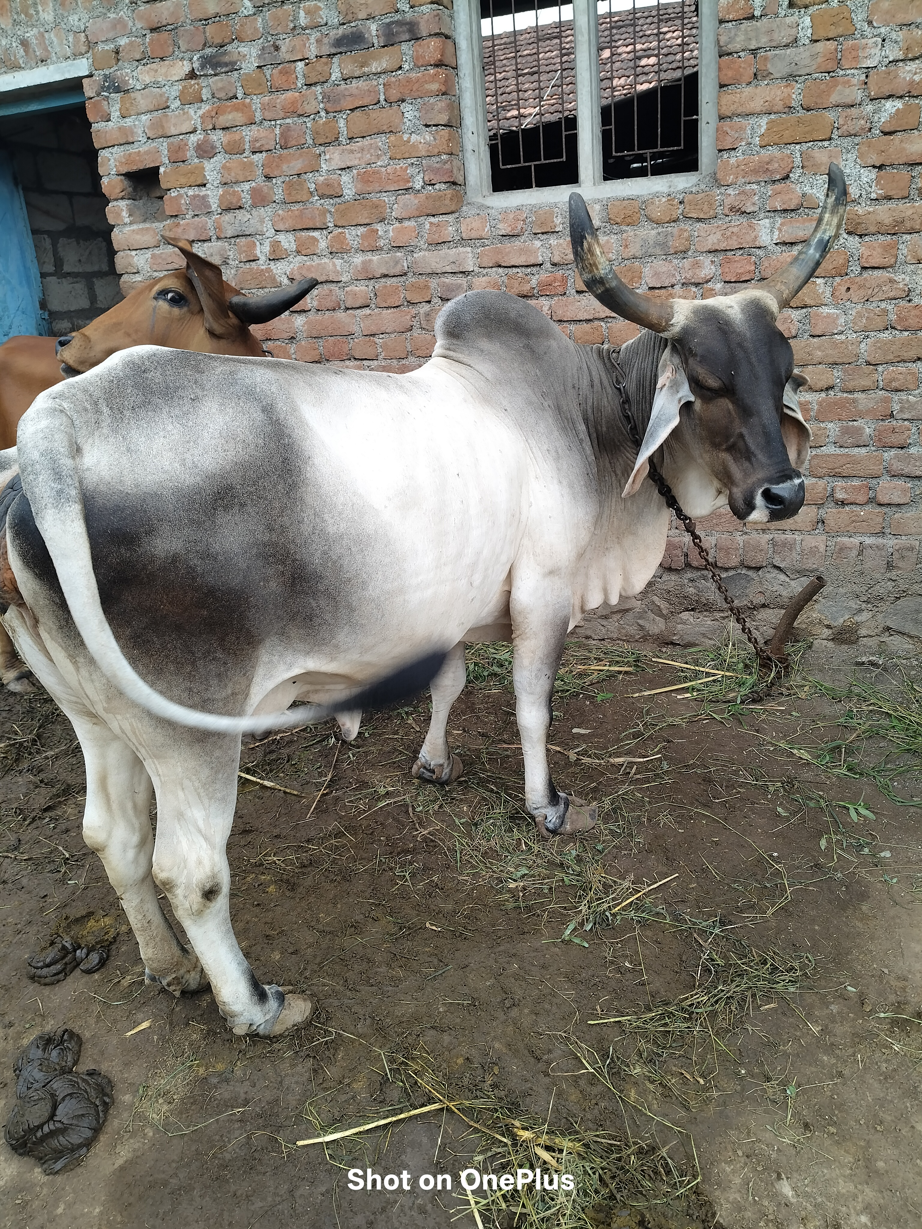 વેચાણ માટે