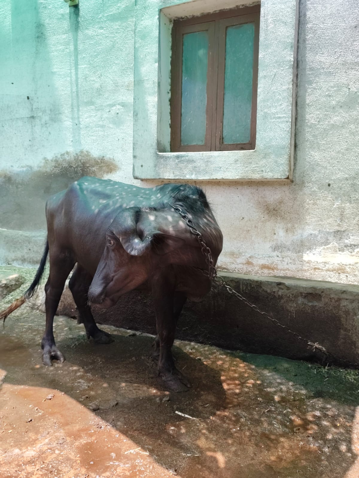 વેચાણ માટે 4