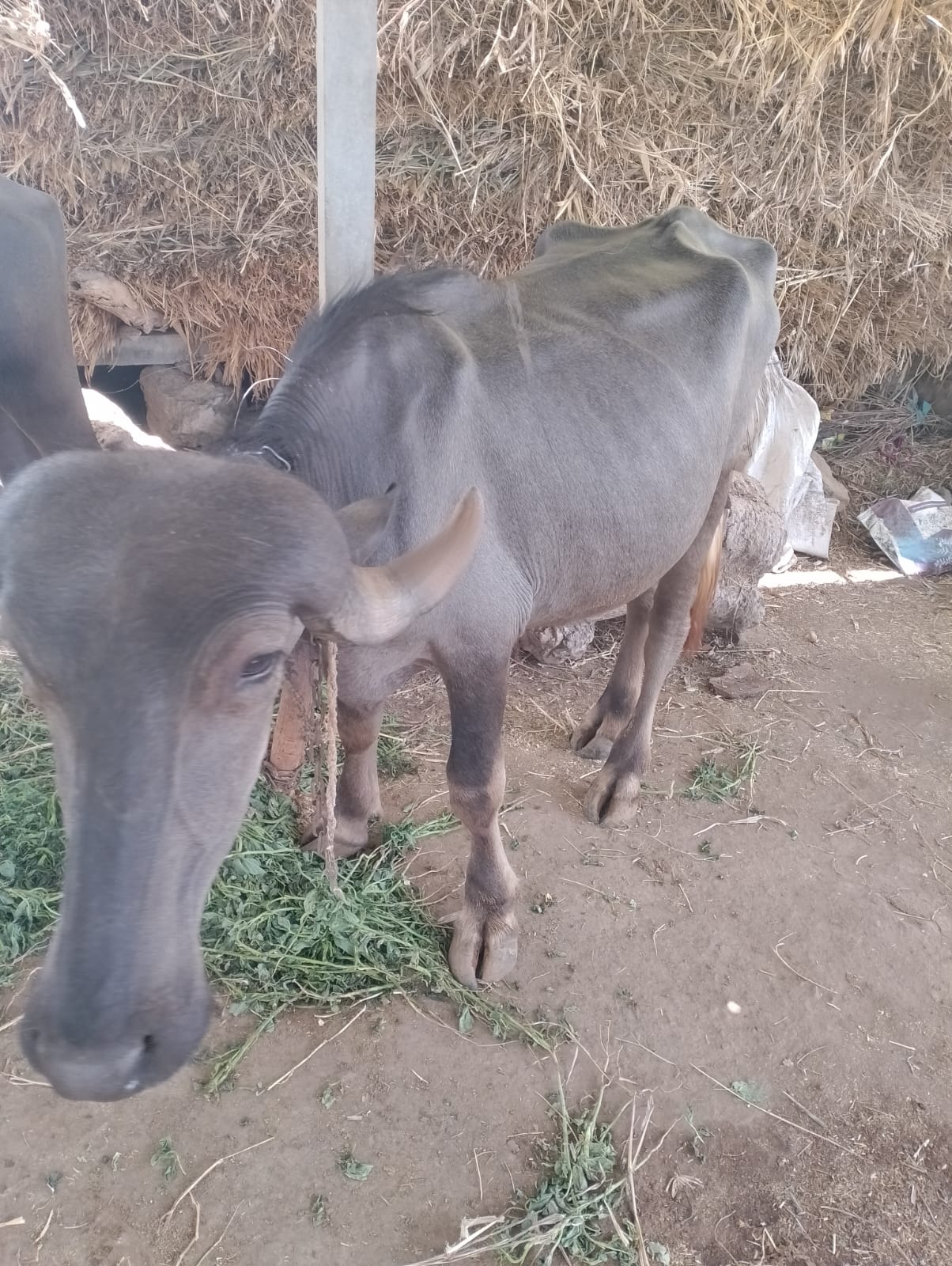 વેચાણ માટે
