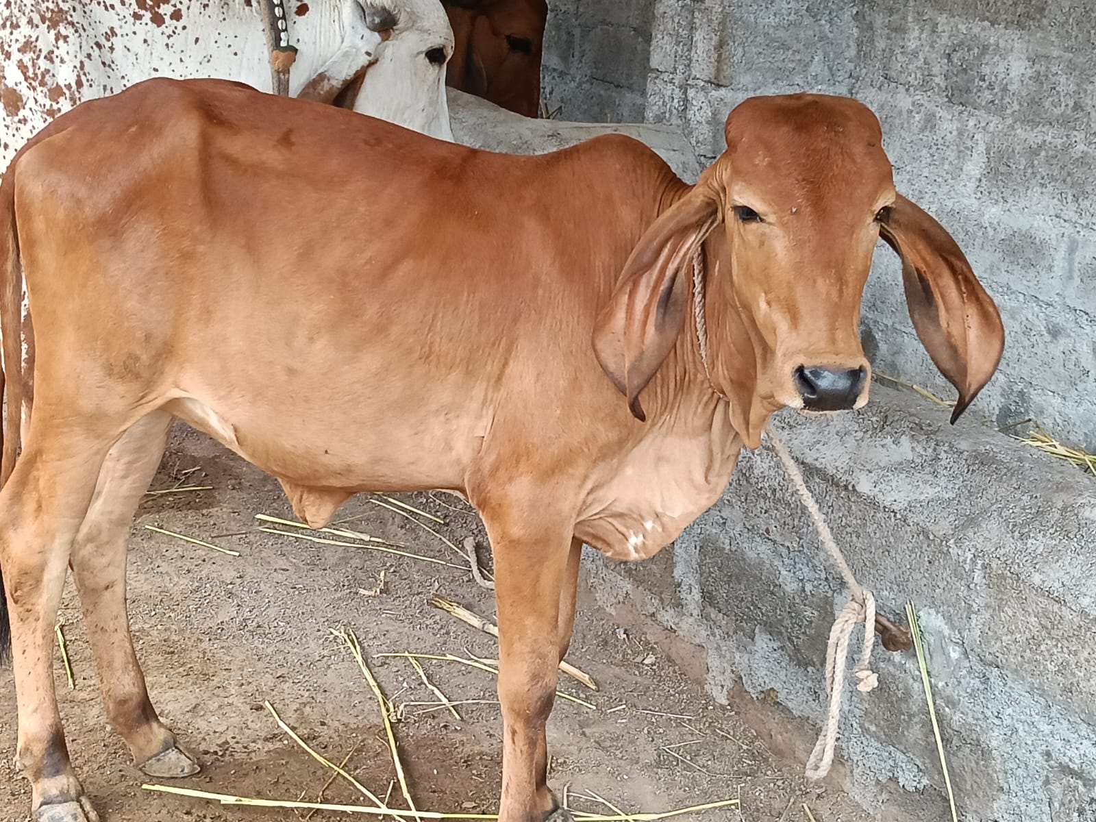 વેચાણ માટે 2