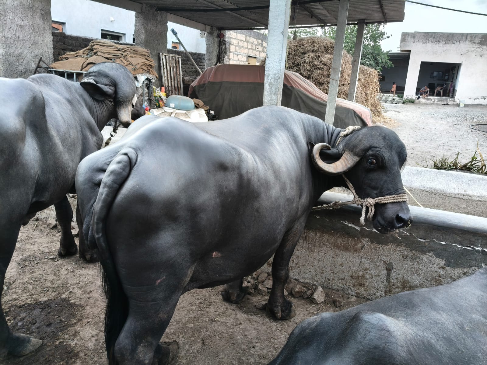 વેચાણ માટે