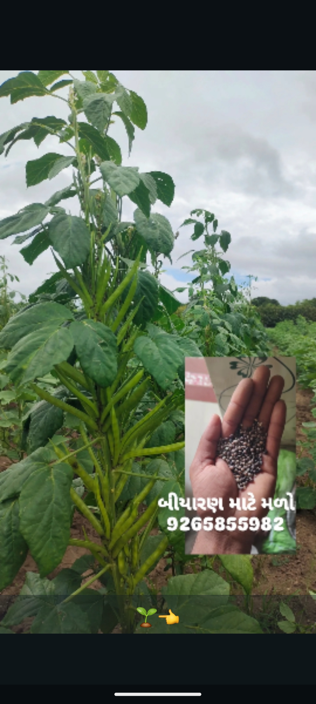 વેચાણ માટે