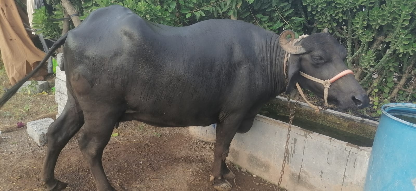 વેચાણ માટે 3