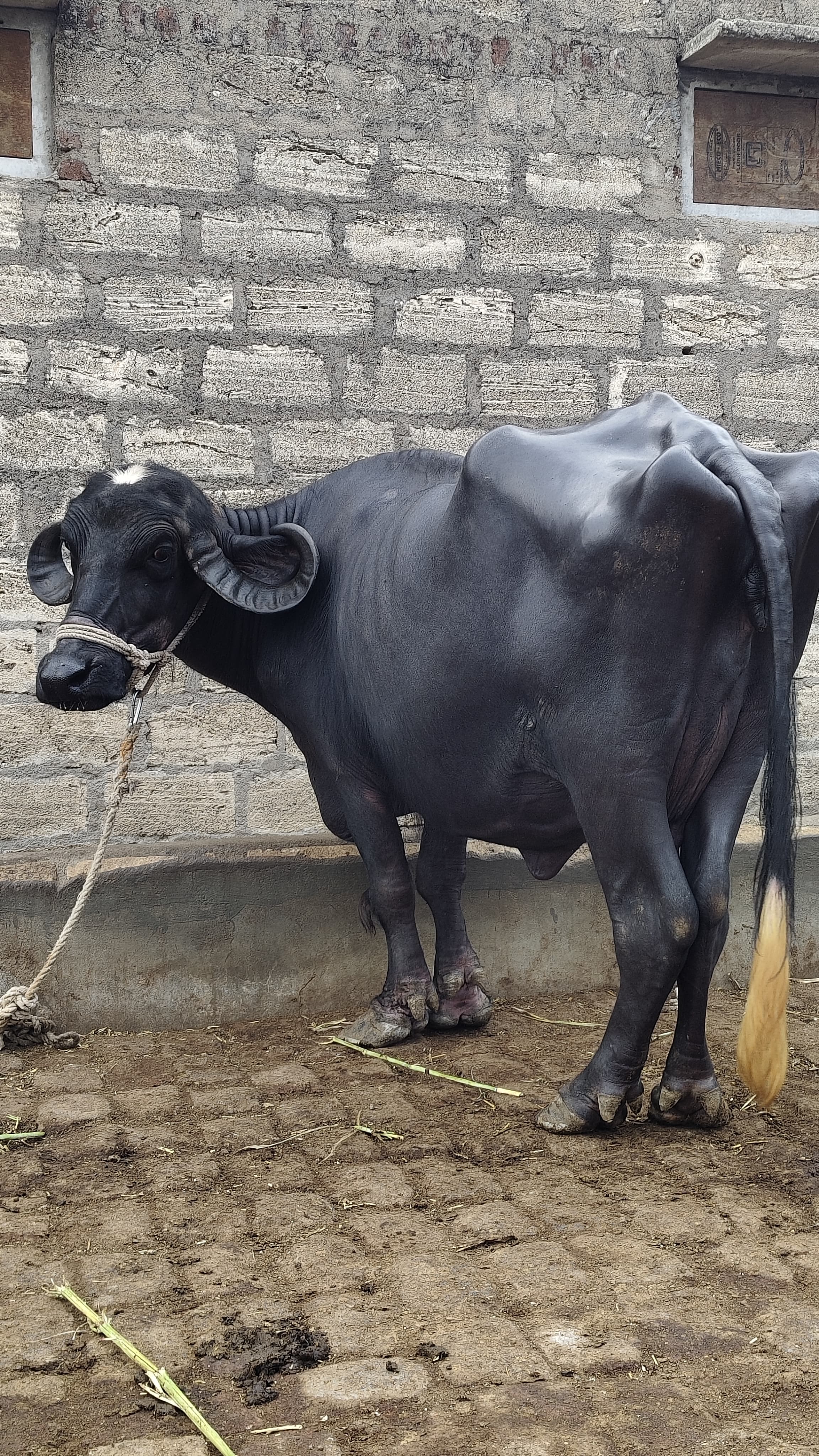 ₹145,000 માં  ભેંસ