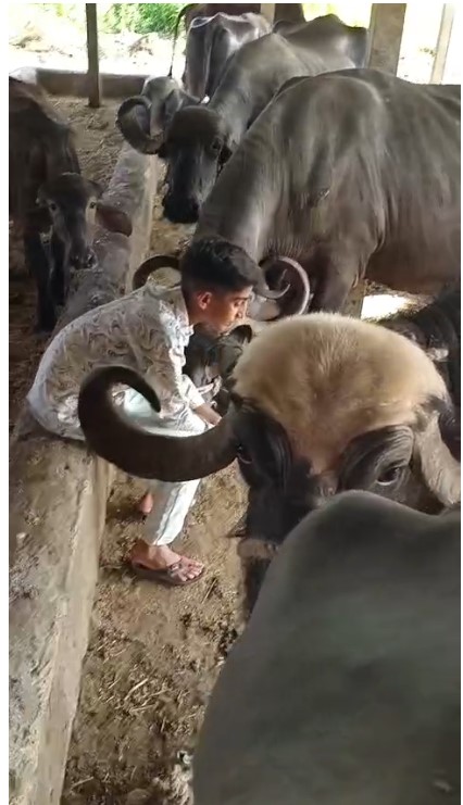 ભેંસ 3