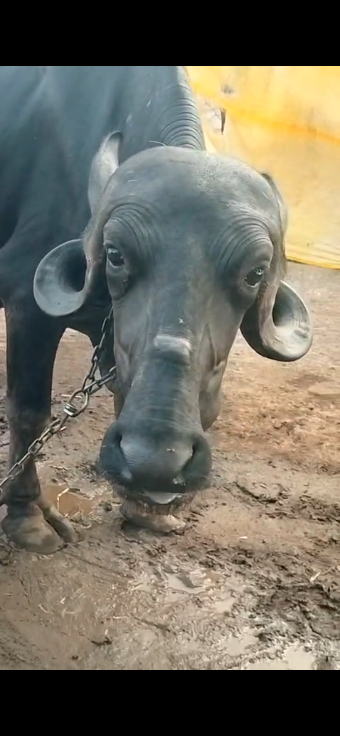વેચાણ માટે 2
