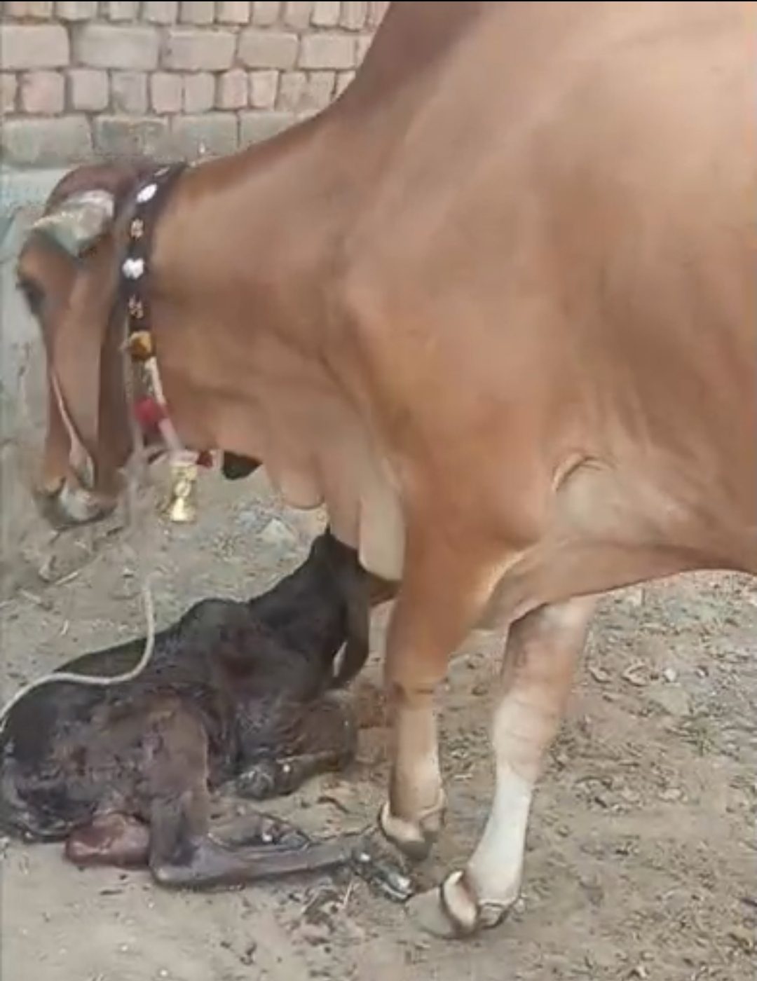 વેચાણ માટે 4