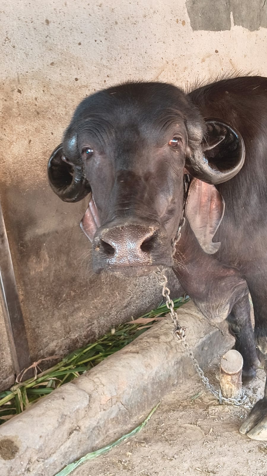 વેચાણ માટે 2