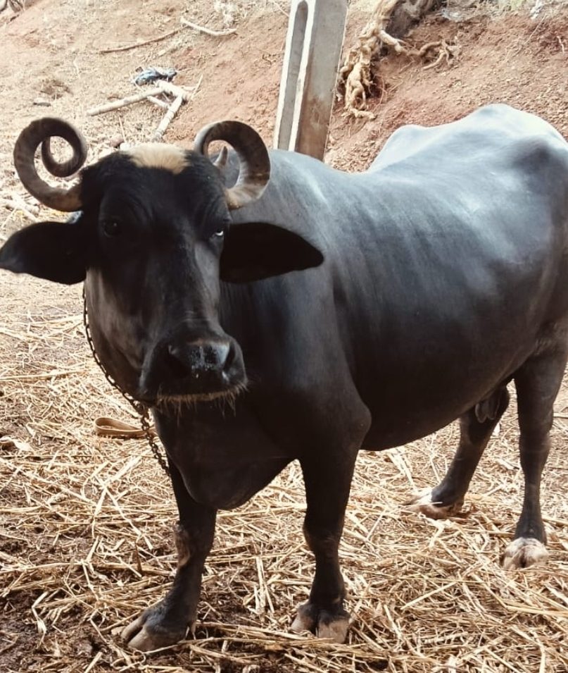 વેચાણ માટે