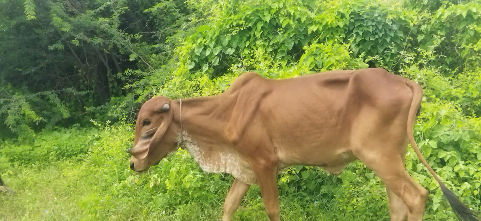 વેચાણ માટે 2