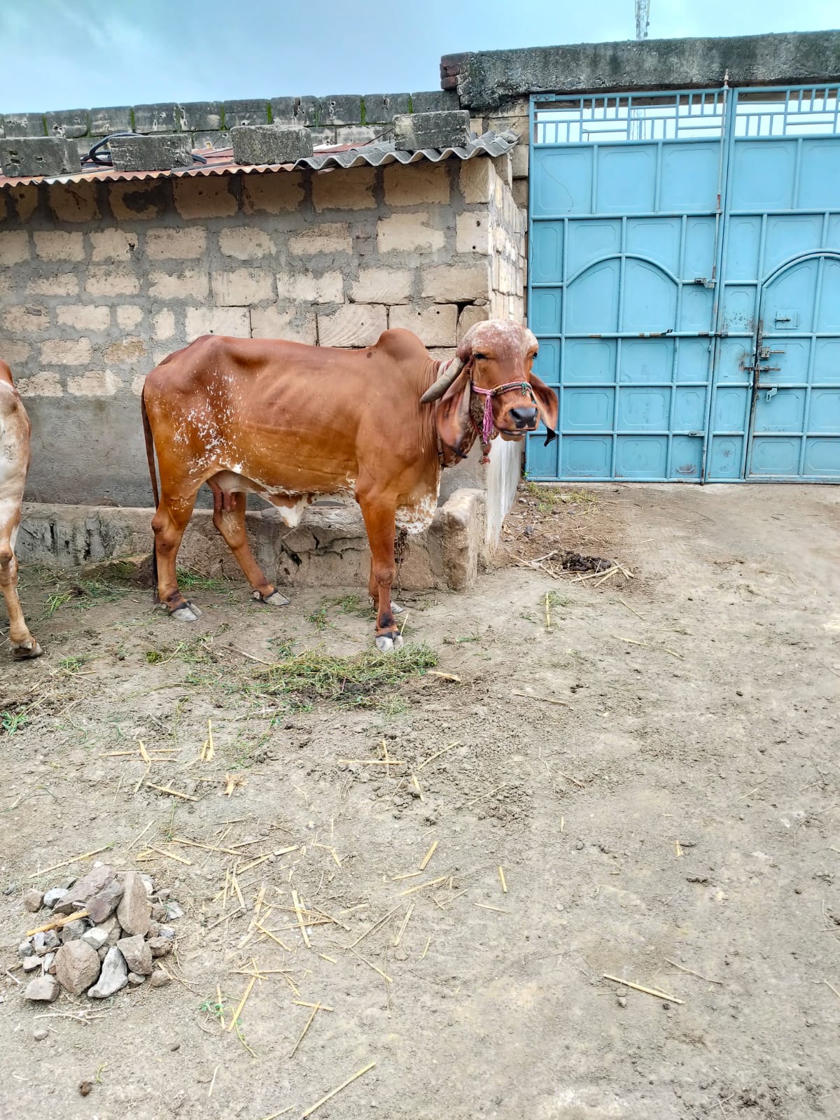 વેચાણ માટે 3