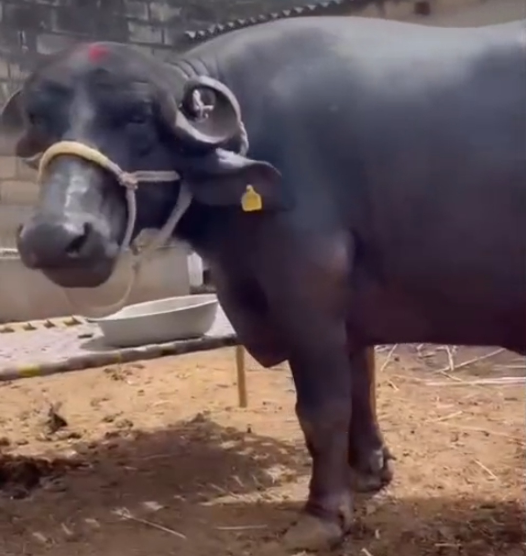 વેચાણ માટે