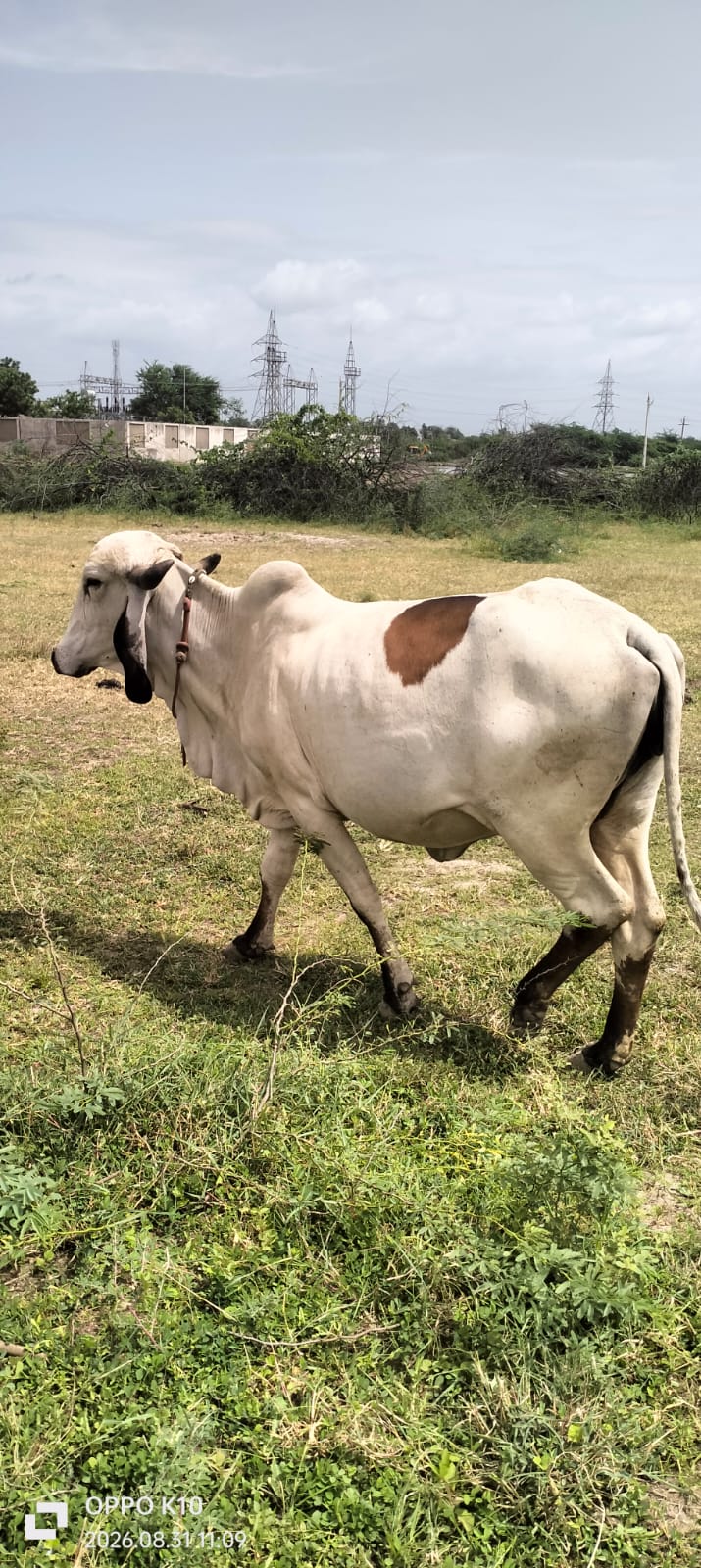 વેચાણ માટે 4
