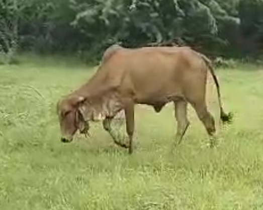 વેચાણ માટે 2