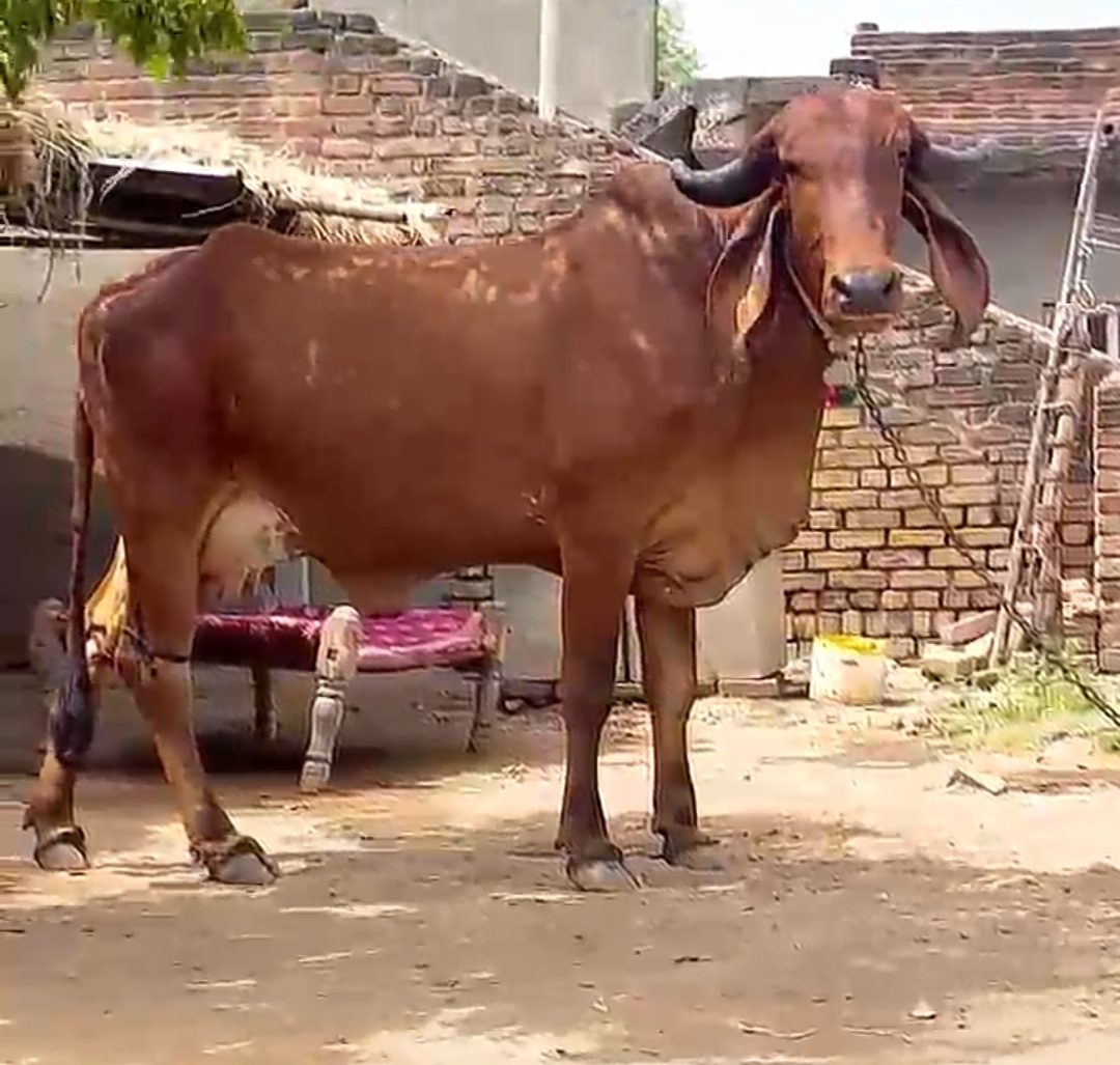 વેચાણ માટે