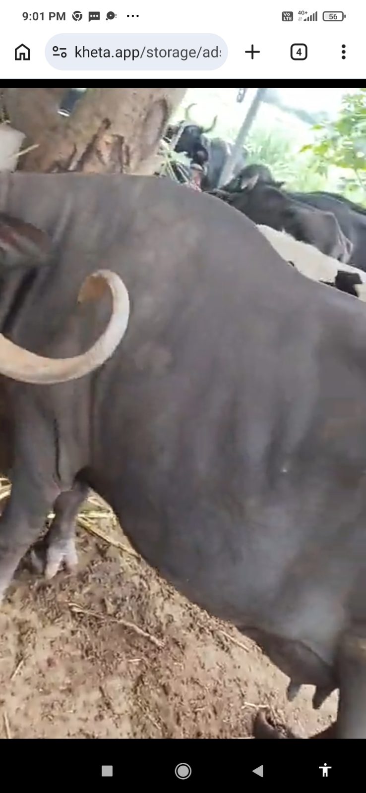 વેચાણ માટે 4