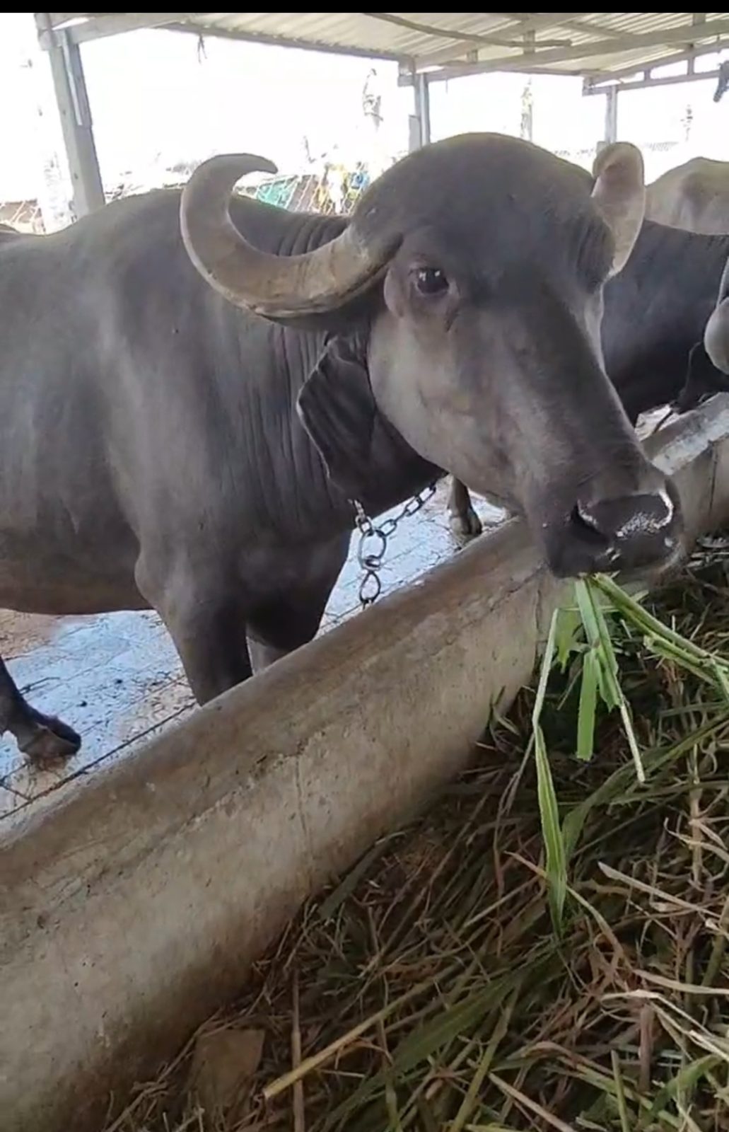 વેચાણ માટે