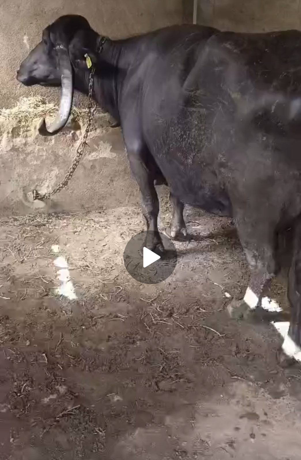 વેચાણ માટે 5