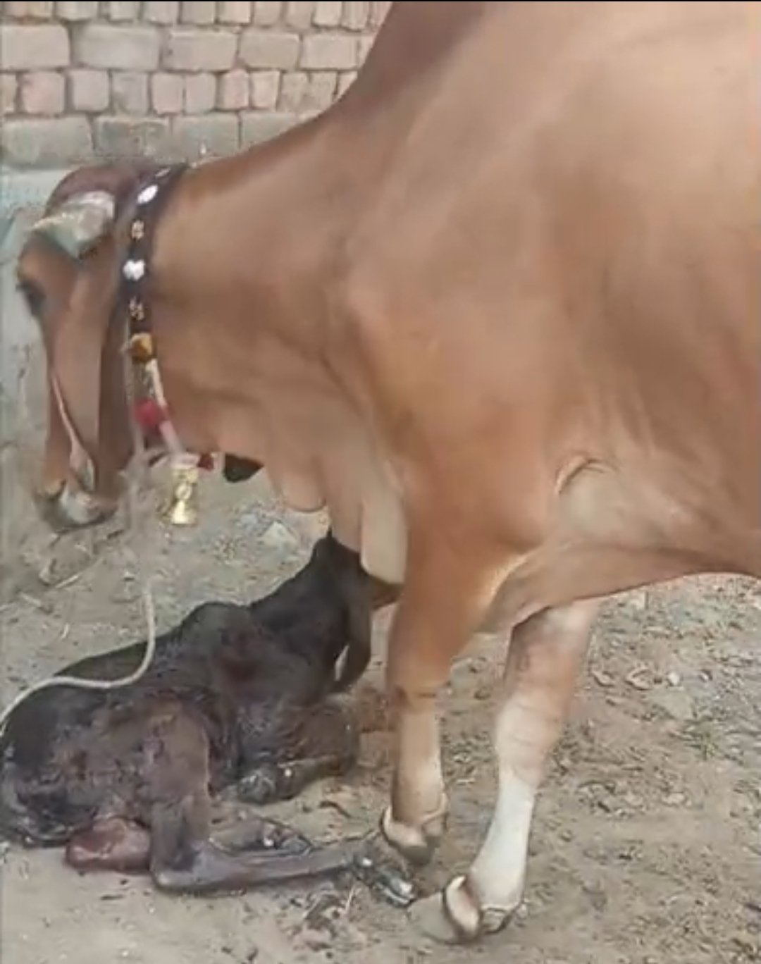 વેચાણ માટે 2