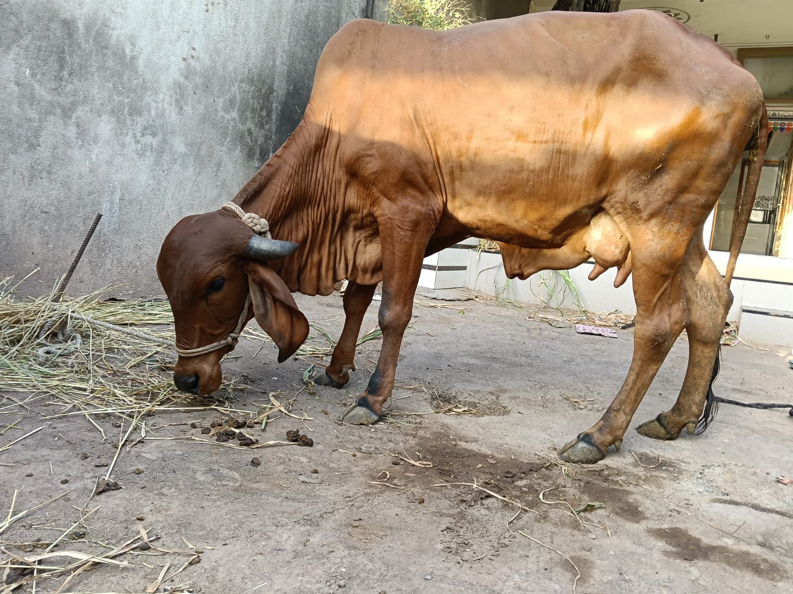 ₹21,000 માં  આ ગાય વેચવાની છે