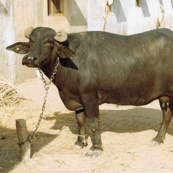ભેસ