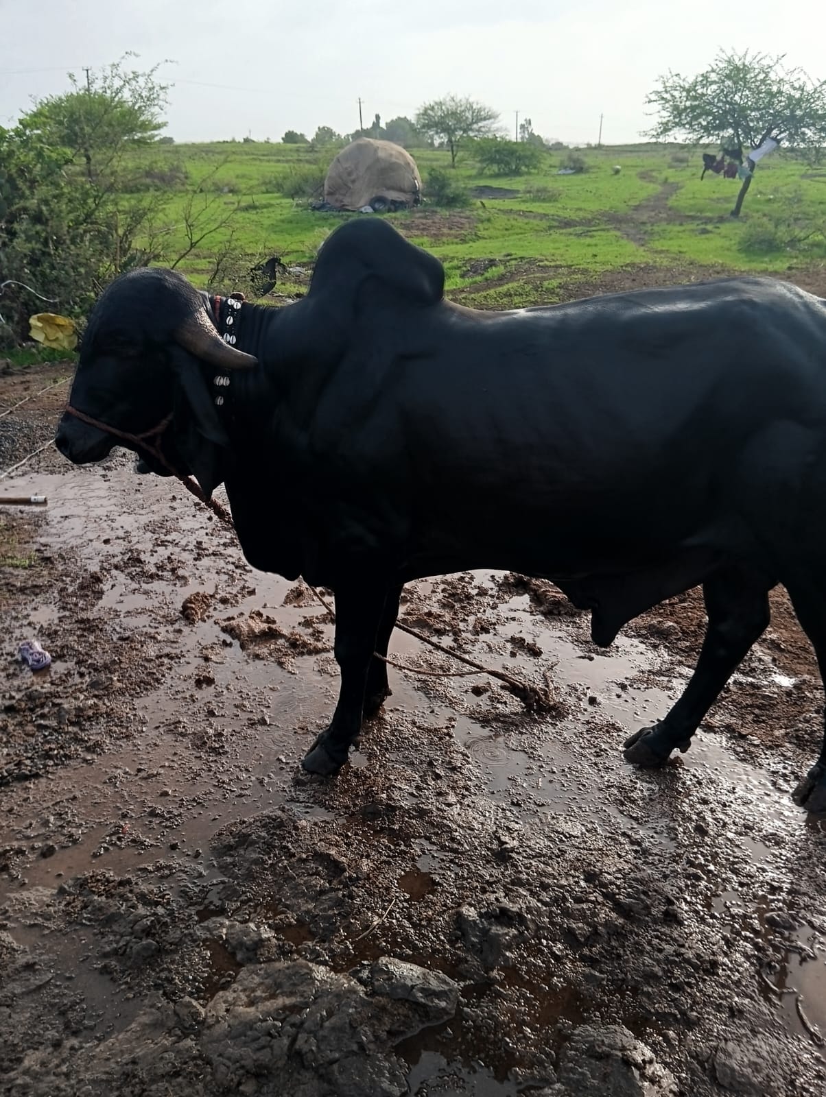 काणो आंखों से 2