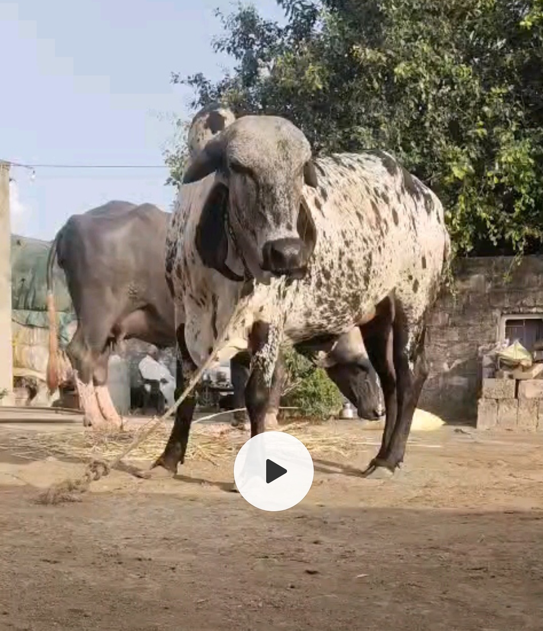 ₹100,000 માં  ર વરસ ની વાચડી. ગામ ભાડસર ખંભાળિયા તાલુકો એક લાખ રૂપિયા કિંમત