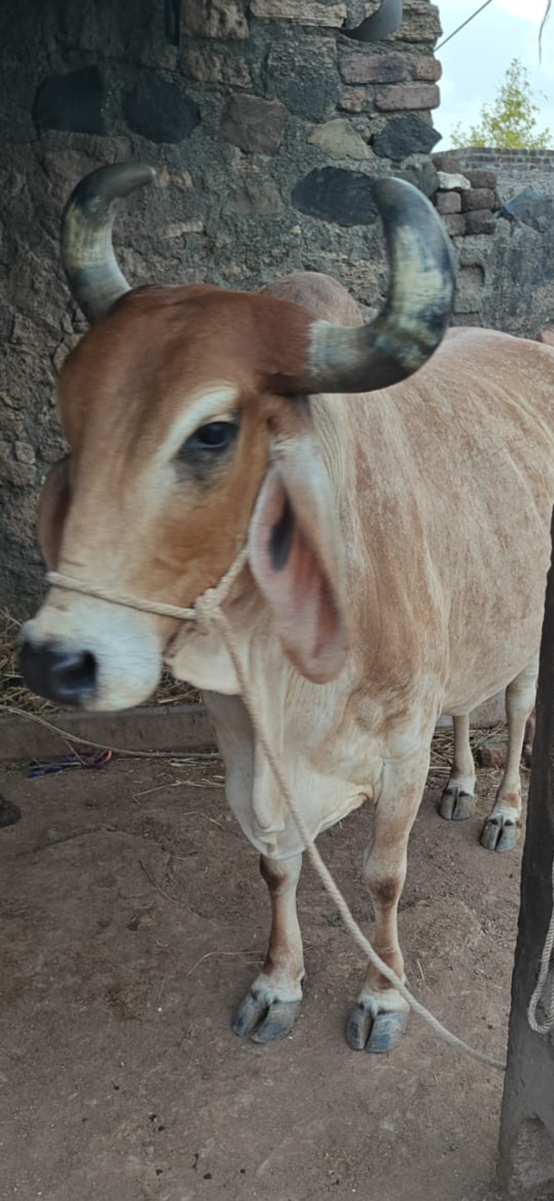 વેચાણ માટે