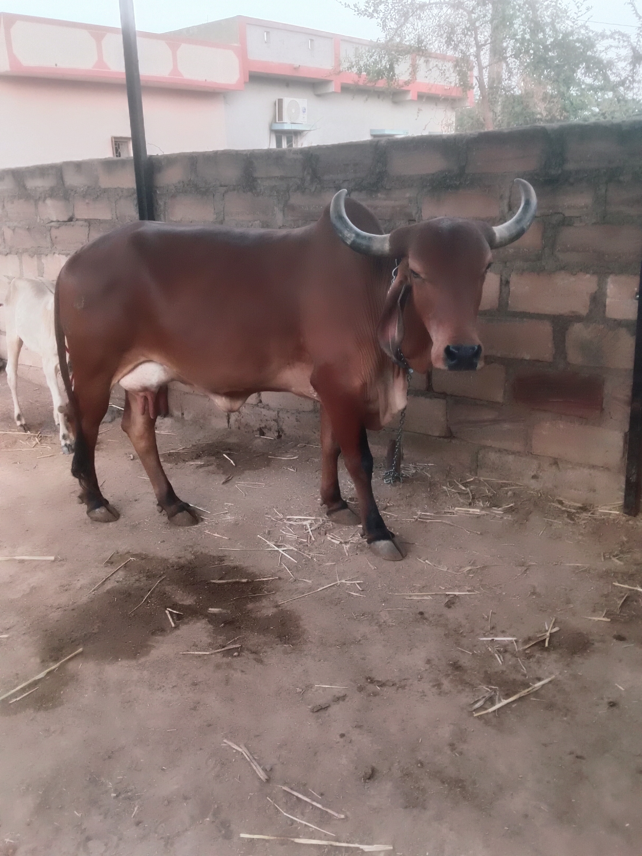 વેચાણ માટે