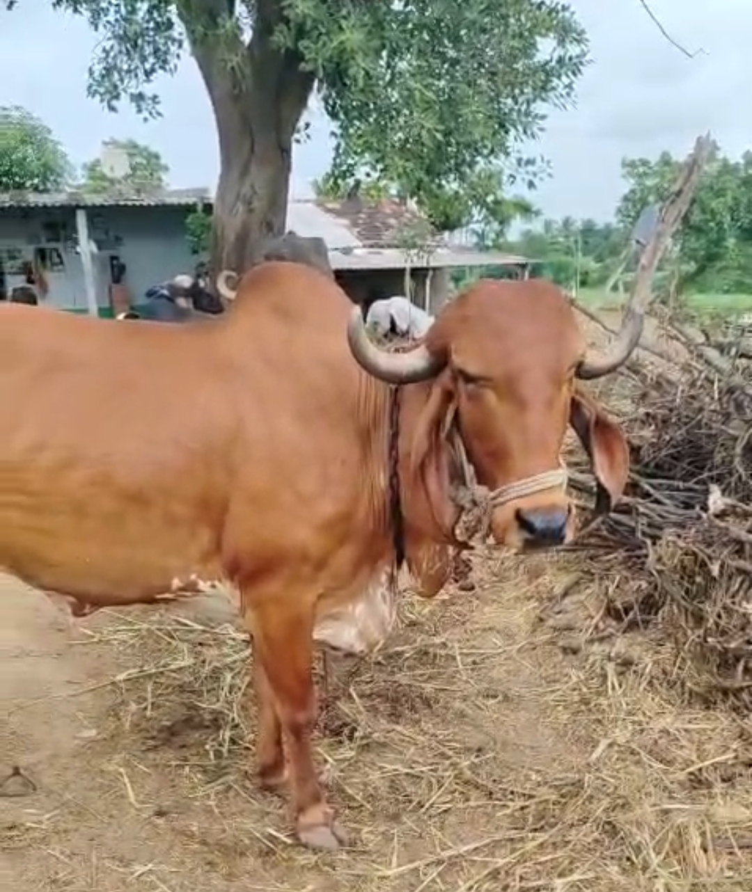 વેચાણ માટે 2