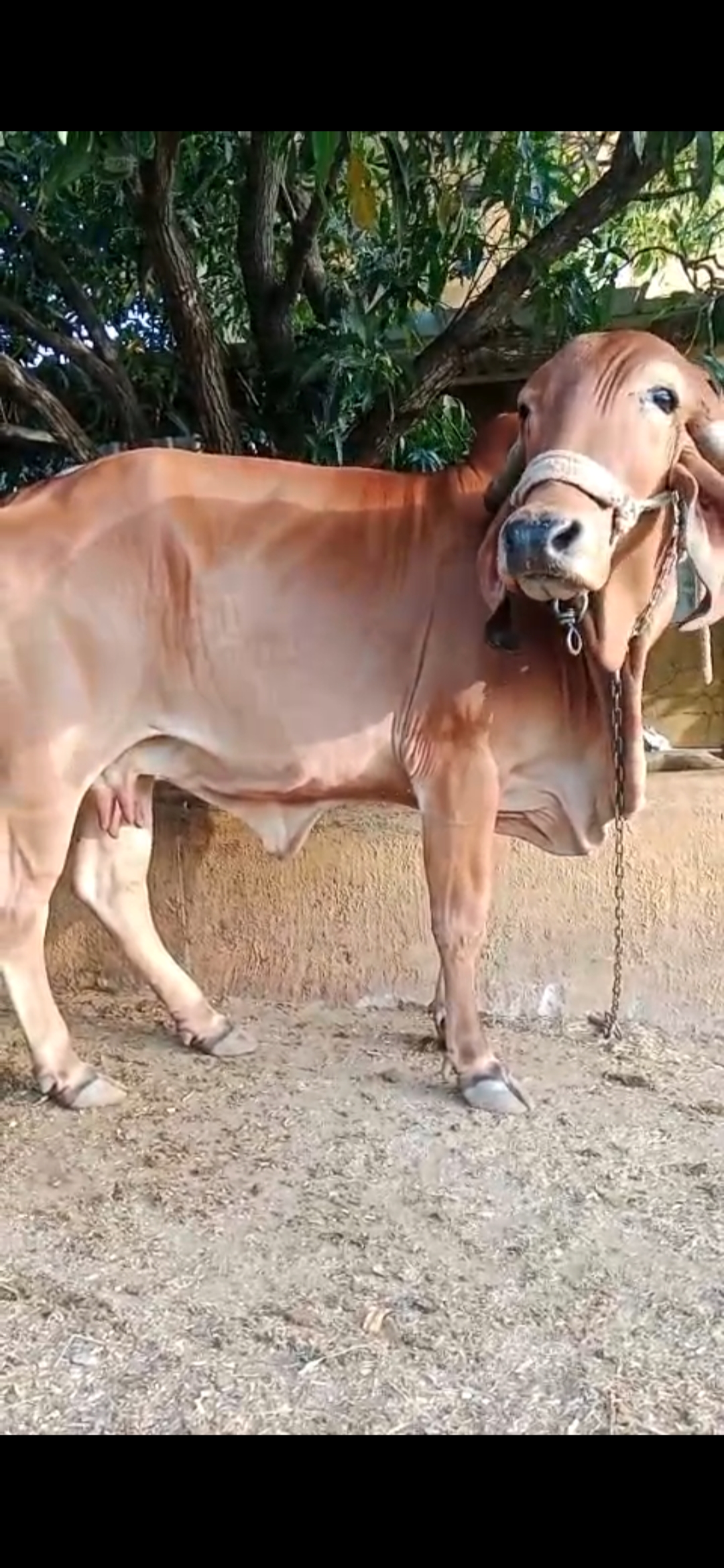 વેચાણ માટે 3