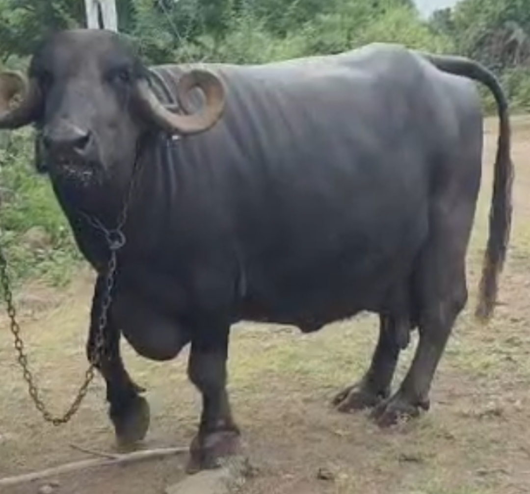 વેચાણ માટે