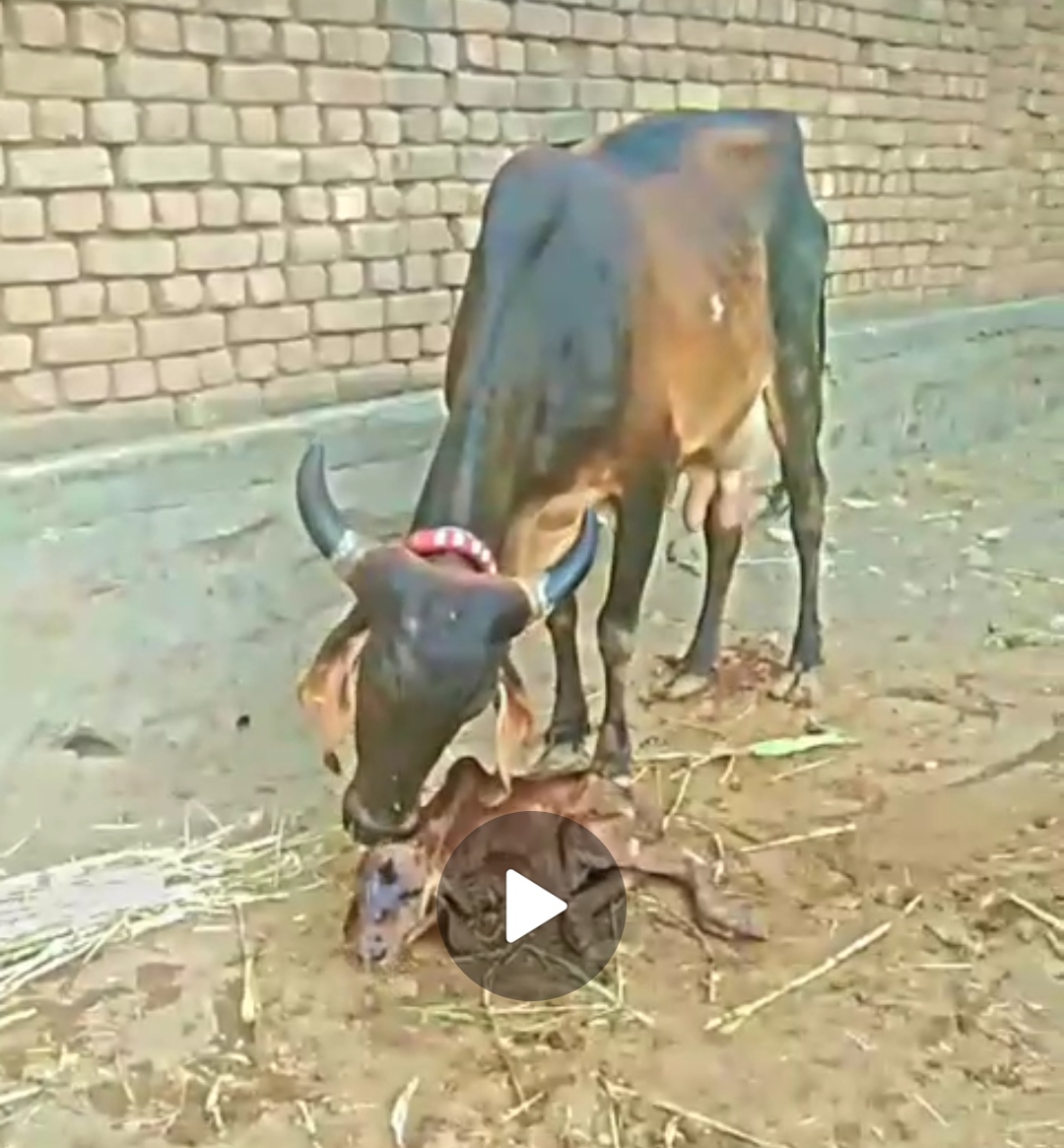 વેચાણ માટે