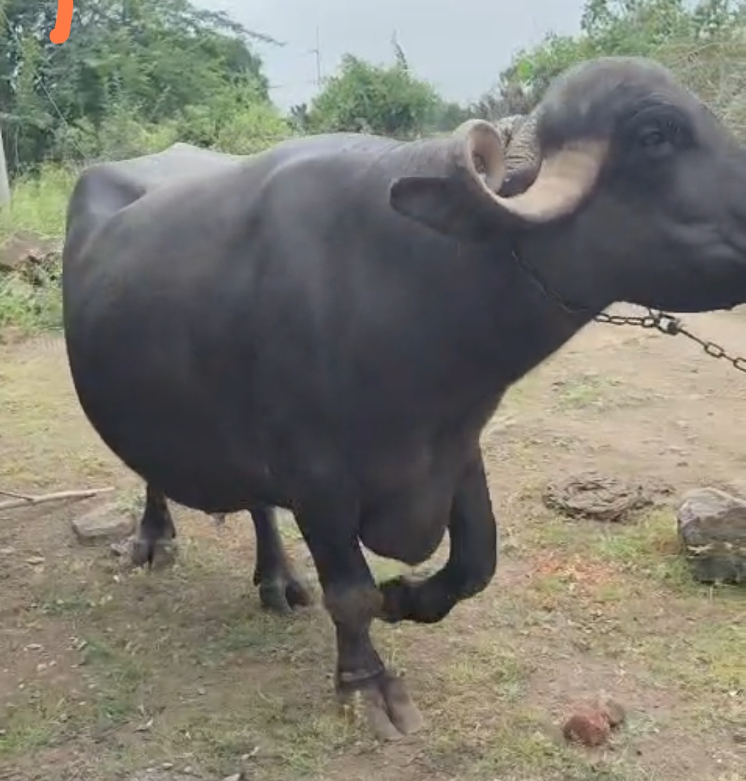 વેચાણ માટે 3