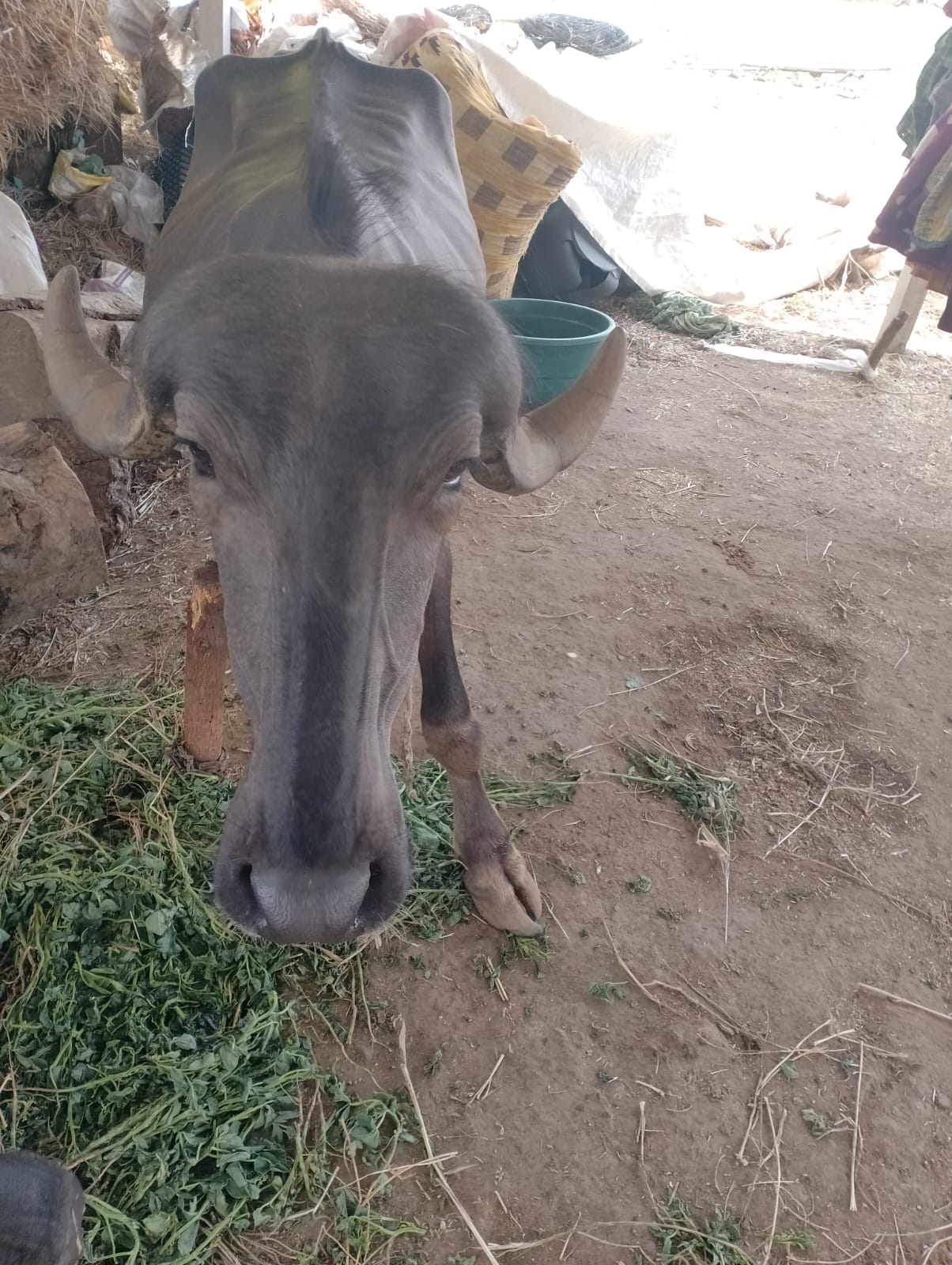 વેચાણ માટે 2