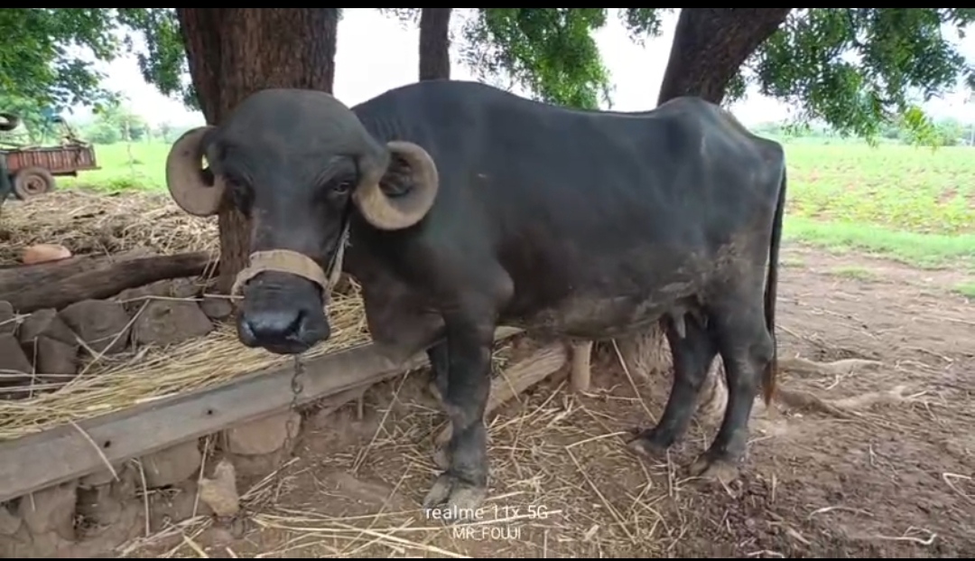 વેચાણ માટે