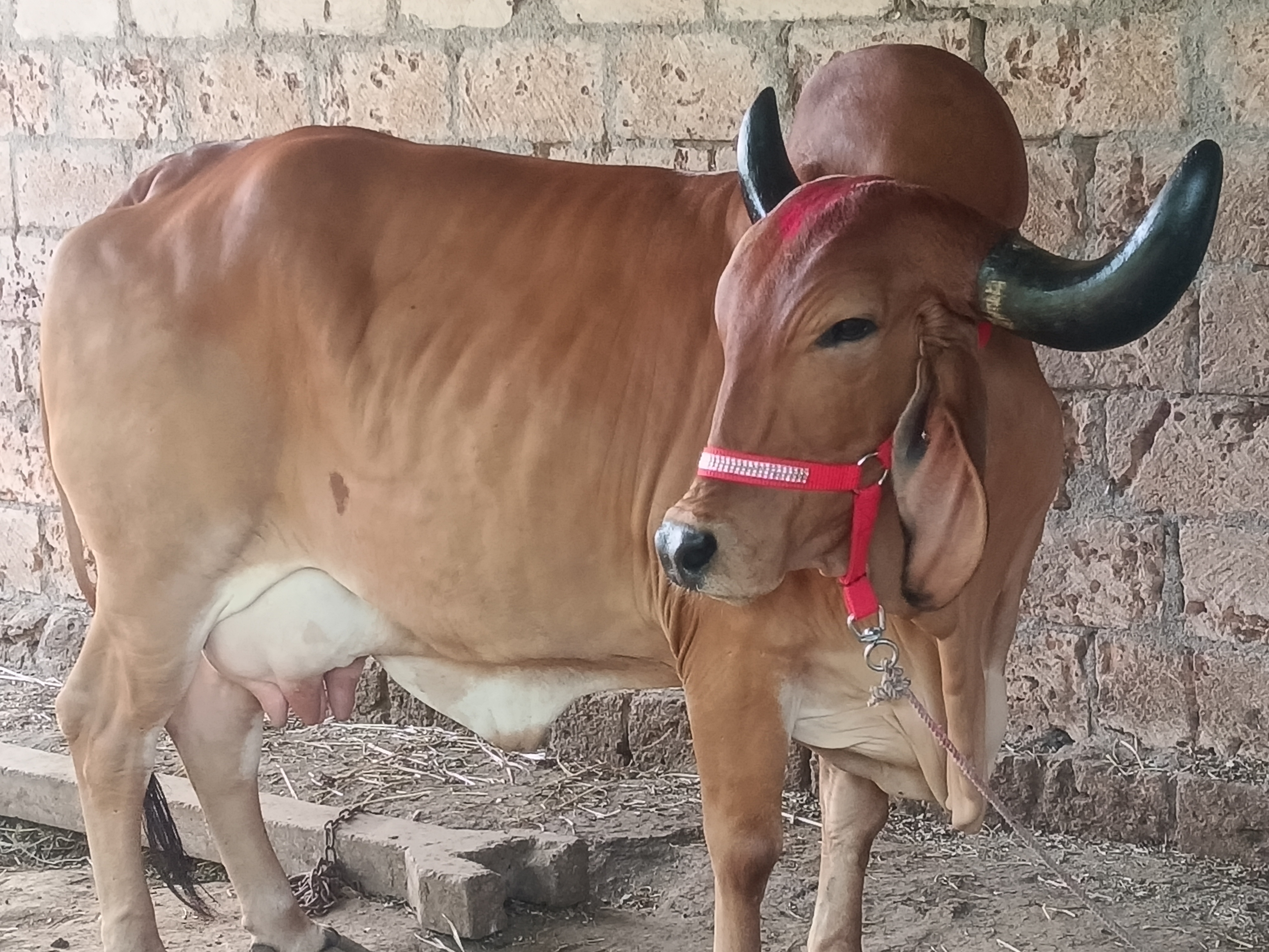 વેચાણ માટે 3