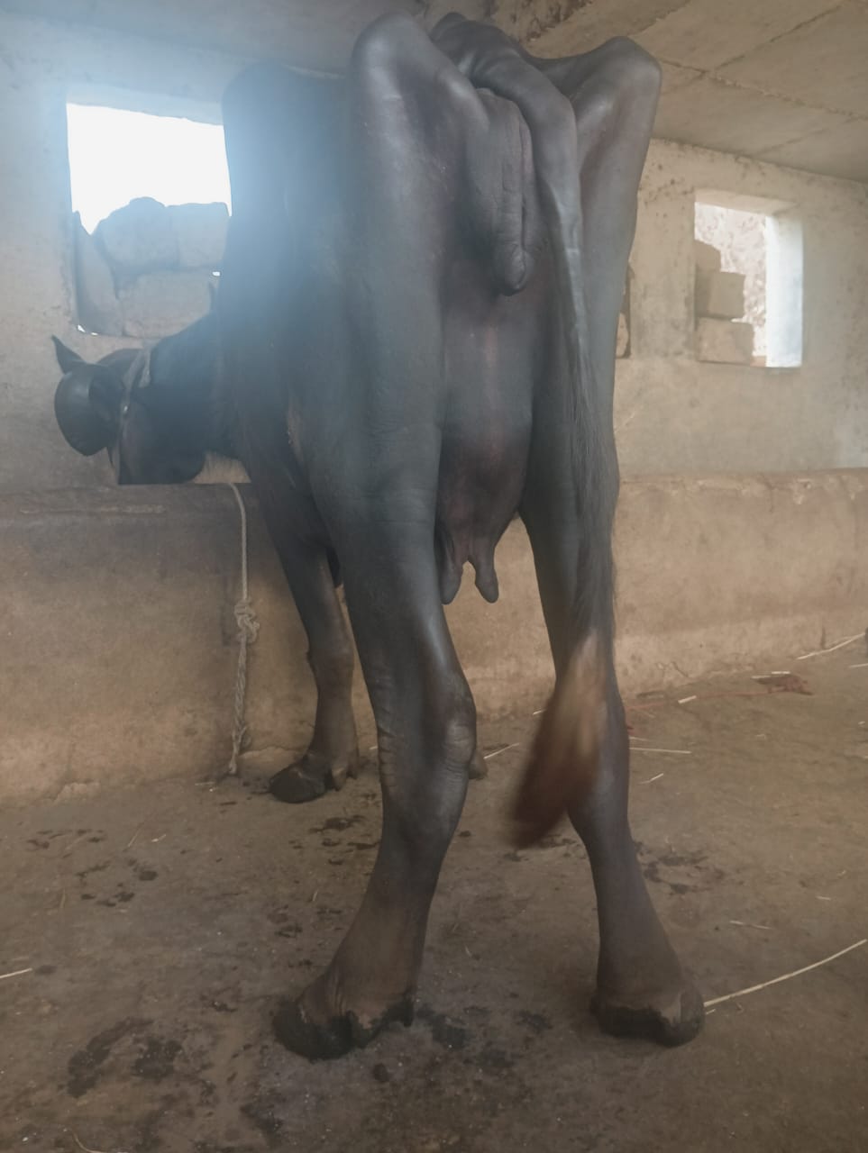 વેચાણ માટે 2